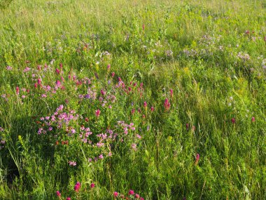 Çiçekli yaz çayırları gün batımında.