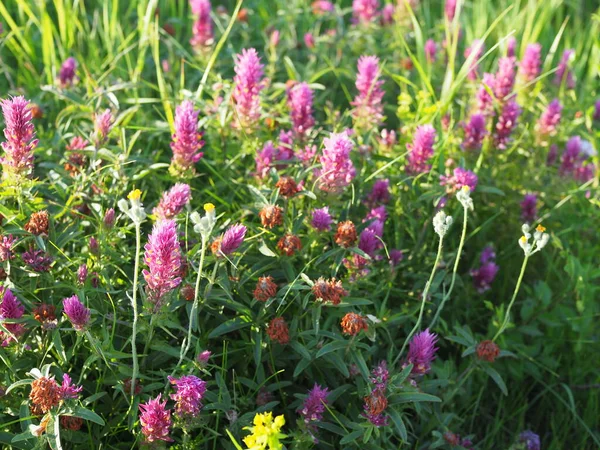 Blühendes Feld Kuh Weizen Melampyrum Arvense Wunderschöne Wildblumen Bei Sonnenuntergang — Stockfoto
