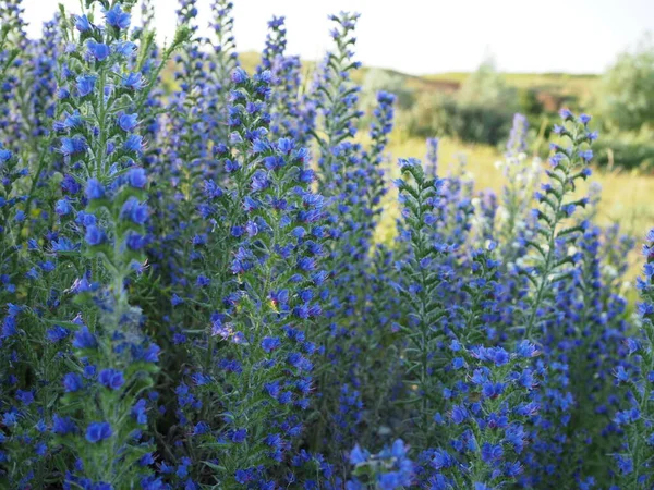 雑草の青い花で牧草地 バイパーのバグロスブルーウィードエキウムのハゲワシ — ストック写真