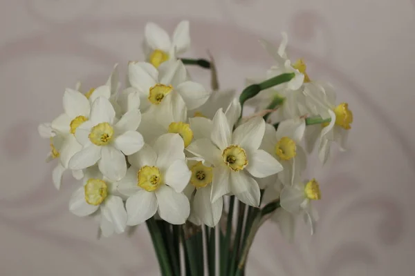 美丽的白色水仙花 在明亮模糊的背景下 麦芽水仙花 水仙花 花水仙花 — 图库照片