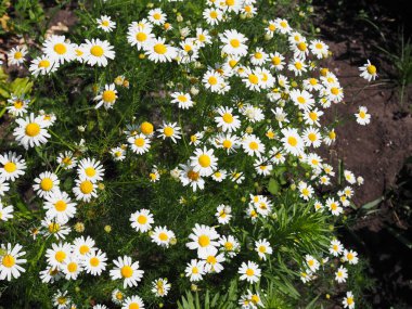 Bahar ışığında güzel bir papatya tarlası.