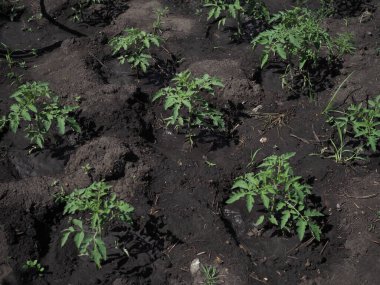 Güneşli yaz gününde çiftlikte domates bitkisi.