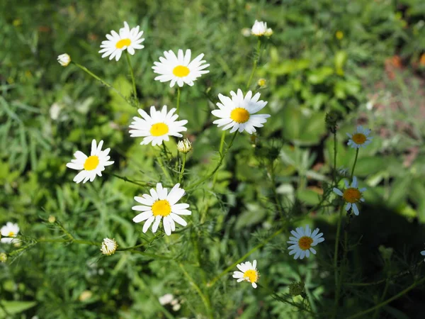 Gänseblümchen Auf Der Grünen Wiese Selektive Dof — Stockfoto