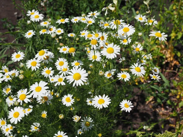 Gänseblümchen Auf Der Grünen Wiese Selektive Dof — Stockfoto