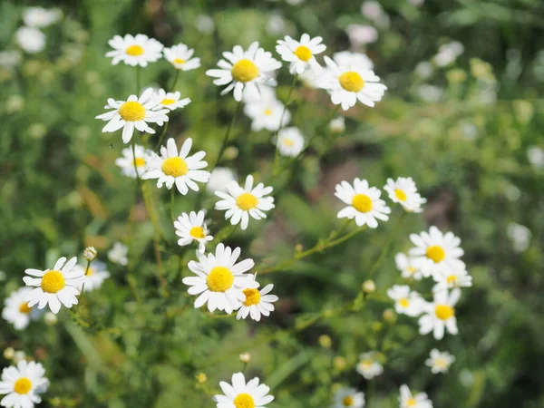 Gänseblümchen Auf Der Grünen Wiese Selektive Dof — Stockfoto