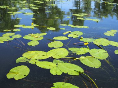 Sarı nilüferler yazın Volga nehrinde çiçek açar.
