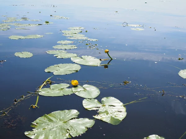 Flor Amarilla Nenuphar Lirio Agua Lago Hermosa Planta Acuática Flor — Foto de Stock