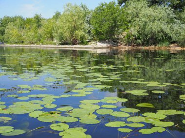 Sarı Nenuphar çiçeği, Göldeki Su Zambağı. Avrupa 'daki göletlerde ve nehirlerde güzel su bitkileri ve çiçekler yetişir.