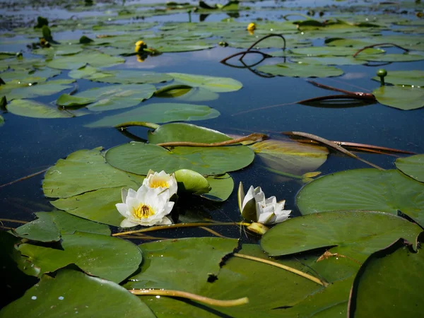 Lirio Agua Con Hojas Verdes Lago — Foto de Stock