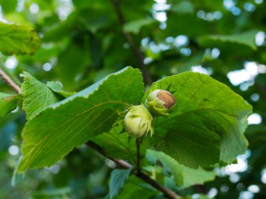 Olgun fındık meyveleri. Fındık ağacı gölgelik, genç meyveli..