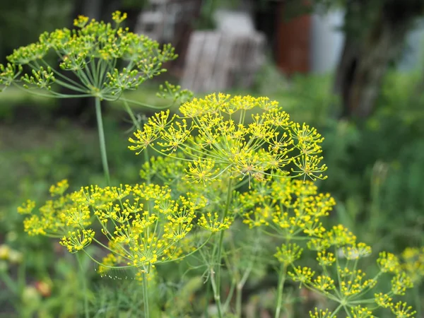 Macro Dill Inflorescence Sunny Garden Background — Stock Photo, Image