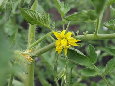 Tohumun üzerinde domates çiçekleri