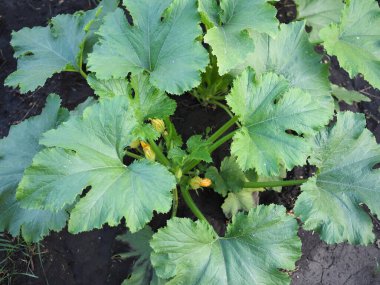 Olgun kabak ve sebze bahçesinde çiçekler..