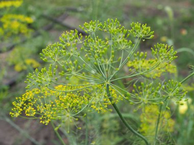 Güneşli bahçe arka planında dereotu dolgunluğu..