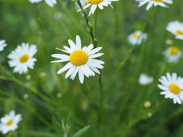 Ein Schönes Gänseblümchenfeld Frühlingslicht — Stockfoto