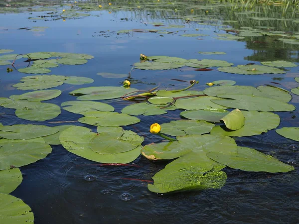 Flor Amarilla Nenuphar Lirio Agua Lago Hermosa Planta Acuática Flor — Foto de Stock