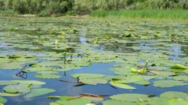 Nuphar lutea, mavi suda süzülen sarı nilüfer yaprakları.