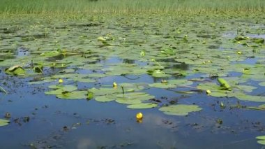 Nuphar lutea, mavi suda süzülen sarı nilüfer yaprakları.