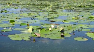 Nuphar lutea, mavi suda süzülen sarı nilüfer yaprakları.