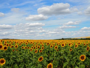Yazın ayçiçeği tarlası ve bulutlu gökyüzü.