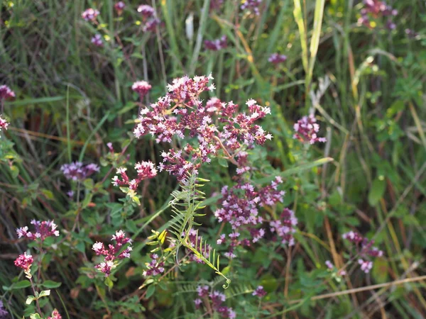 Flores Púrpuras Origanum Vulgare Orégano Común Mejorana Silvestre Día Soleado —  Fotos de Stock