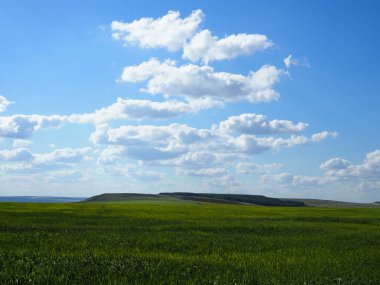 Buğday yeşili ve güzel kır manzarası..