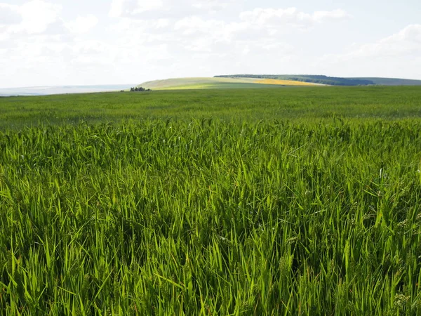 小麦绿地 美丽的乡村风景 — 图库照片