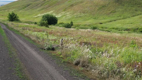 Marmotta Baibak Giovane Con Sfondo Sfocato — Foto Stock