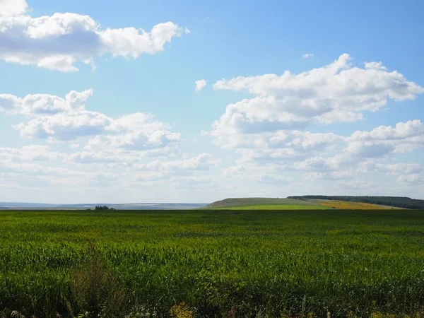 Пшеничне Зелене Поле Красиві Сільські Пейзажі — стокове фото