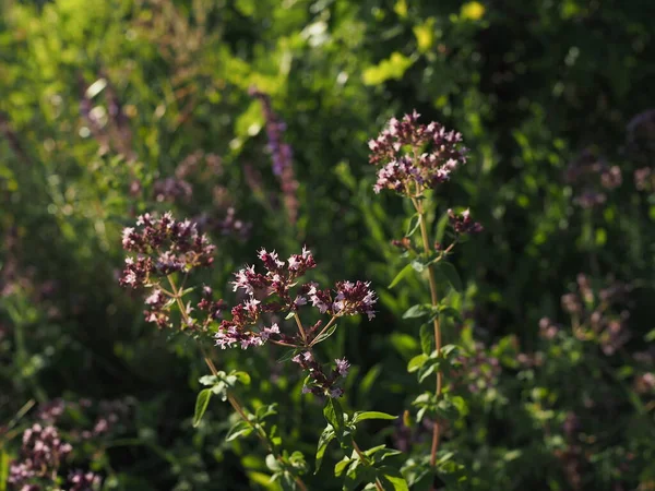 Flores Púrpuras Origanum Vulgare Orégano Común Mejorana Silvestre Día Soleado — Foto de Stock