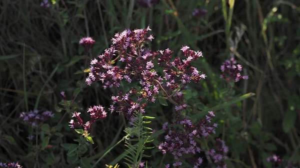 オリアヌム ヴァルガレまたは一般的なオレガノ 野生のマルジョラムの紫色の花 晴れた日 — ストック写真