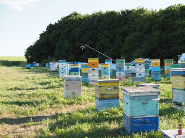 Çiçek açan çiçeklerin tozlaşmasını sağlayan cennet gibi bir dağ bölgesindeki çayırdaki renkli kovanları..