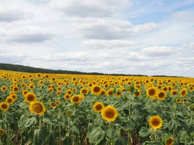 Yazın ayçiçeği tarlası ve bulutlu gökyüzü.
