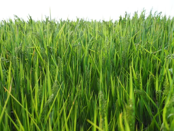 Wheat Green Field Beautiful Countryside Scener — Stock Photo, Image