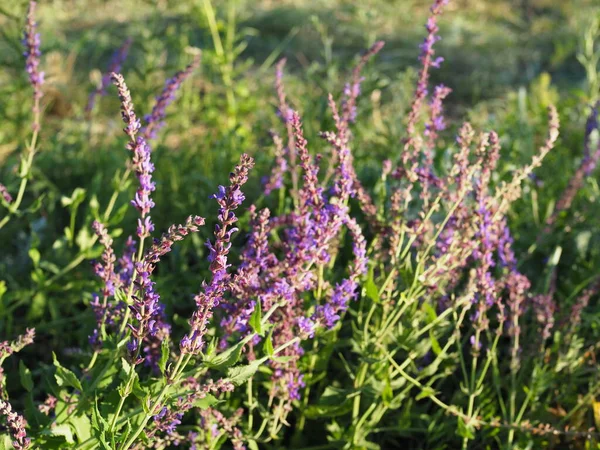 小さな青紫のマクロクローズアップサルビア一般的なセージの花の枝 緑の庭の背景に対して調理や紅茶醸造に使用されるミントの家族からの植物 — ストック写真
