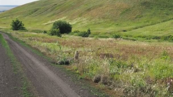 Marmot baibak joven con un fondo borroso en la estepa — Vídeos de Stock