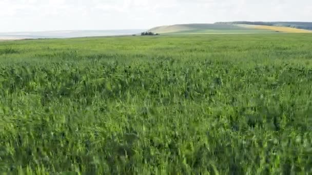 Campo verde trigo y hermoso paisaje de campo — Vídeo de stock