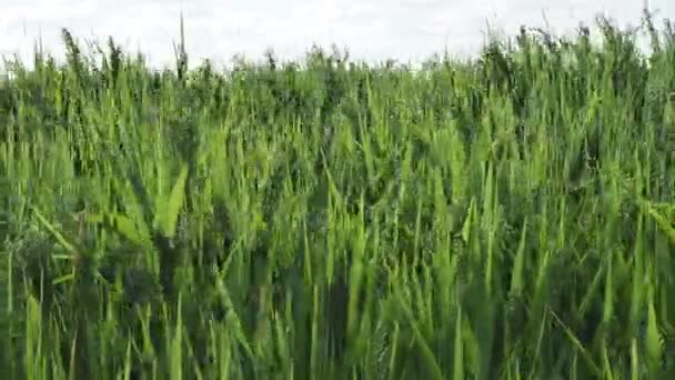 Campo di grano verde e bellissimo scenario di campagna — Video Stock