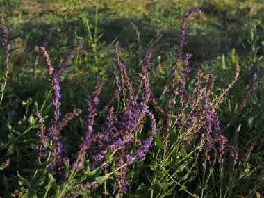 Bir yaz otlağında çiçek açan adaçayının dalları.