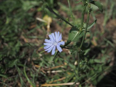 Çayırda rüzgarla sallanan hindiba çiçeği. GÜNEŞ GÜN.