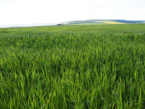 Campo Verde Trigo Belo Cenário Rural — Fotografia de Stock