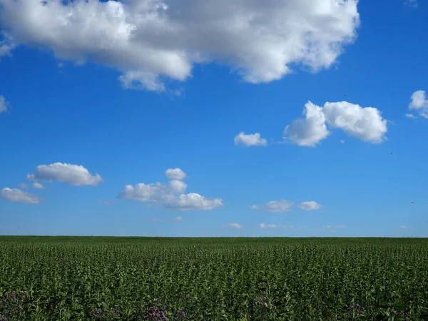 Зелене Поле Красиві Сільські Пейзажі — стокове фото