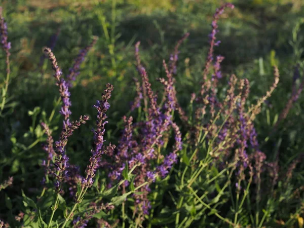 Ramas Salvia Floreciente Prado Verano — Foto de Stock