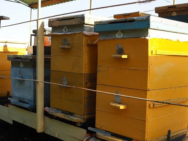 Bunte Bienenstöcke Mit Bienen Auf Einer Wiese Einer Idyllischen Bergregion — Stockfoto