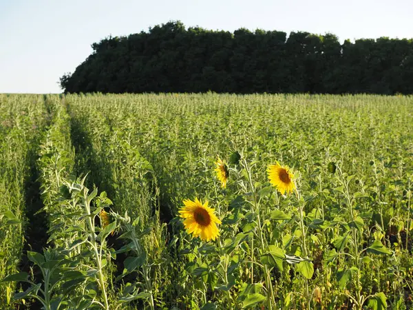 Filas Girasoles Jóvenes Campo Atardecer —  Fotos de Stock