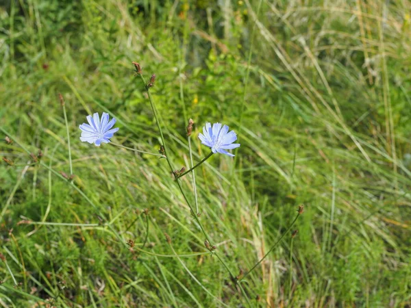 Blomma Cikoria Ängen Vinkar Vinden Sunny Dag — Stockfoto