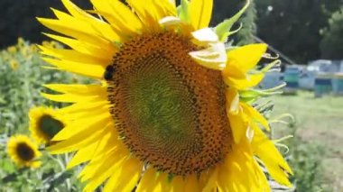 Ayçiçeğinin üzerinde bir arı. Polen toplar ve nektar içer. Böcekli sarı çiçek. Rüzgarda sallanan çiçekler