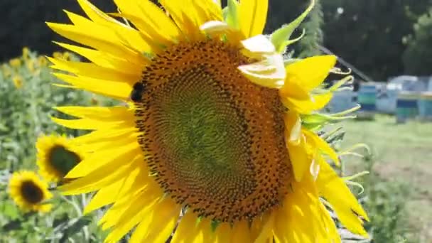 Une abeille sur un tournesol. Collecte du pollen et boit du nectar. Fleur jaune avec insecte. fleur balance dans le vent
