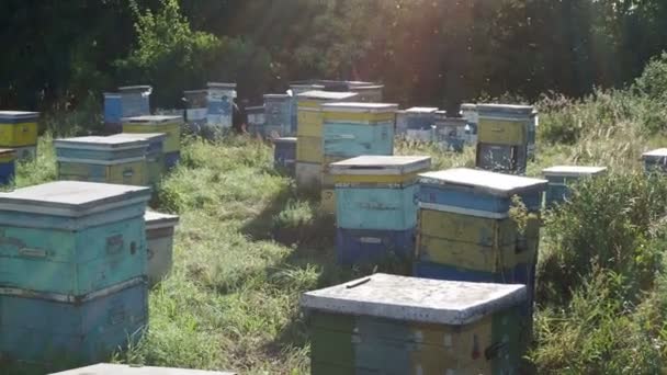 Пчелы Ползают Входа Улей Пчелиная Семья Пчелы Летают Вокруг Ульев — стоковое видео