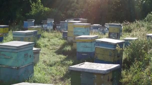 Las Abejas Arrastrándose Entrada Colmena Familia Las Abejas Abejas Volando — Vídeos de Stock